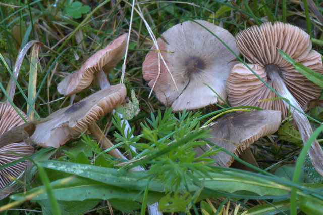 Entoloma conferendum